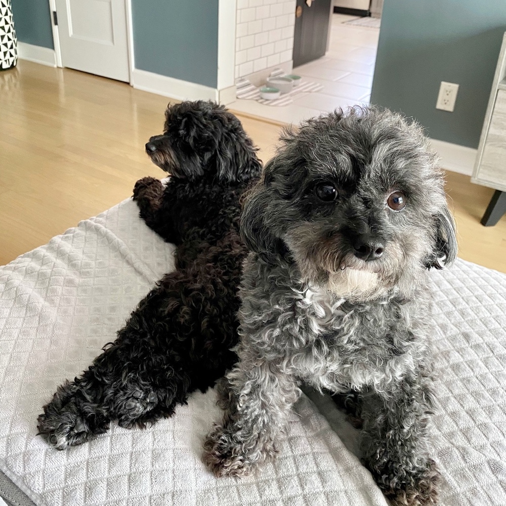 Meet your Posher, Ivy